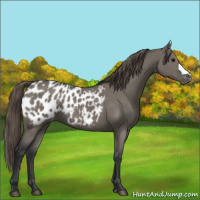 Horse Color:Grullo Appaloosa 