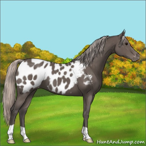Horse Color:Silver Black Appaloosa 
