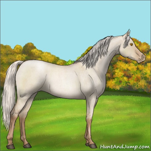 Horse Color:Silver Grullo Roan Pearl 