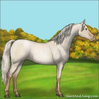 Horse Color:Silver Grullo Roan Pearl 