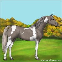 Horse Color:Silver Grullo Tobiano