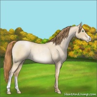 Horse Color:Smoky Blue Roan Pearl 