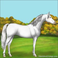 Horse Color:Silver Smoky Grullo Pearl Sabino