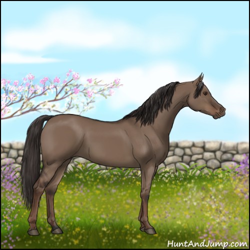 Horse Color:Liver Red Dun Rabicano 