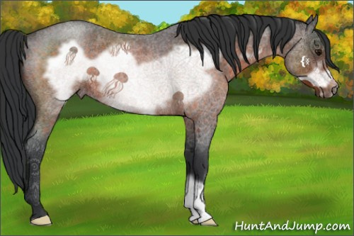 Horse Color:Brown Roan Frame