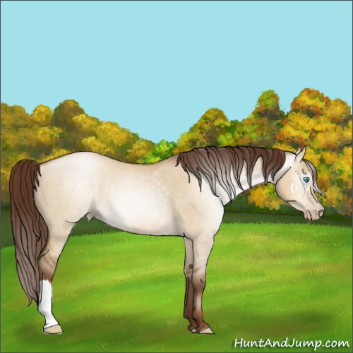 Horse Color:Gray Buckskin Pearl Dun 