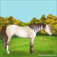 Horse Color:Gray Buckskin Pearl Dun 
