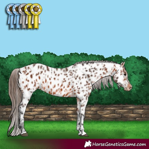 Horse Color:Bay Near Leopard and Bay Near Leopard
