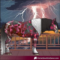 Horse Color:Bay Sabino Splash Tobiano 