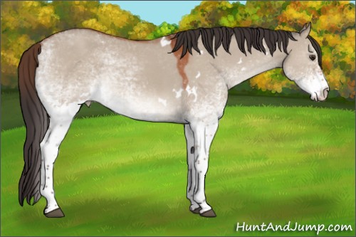 Horse Color:White Spotted Bay Dun 