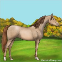 Horse Color:Smoky Black Pearl 