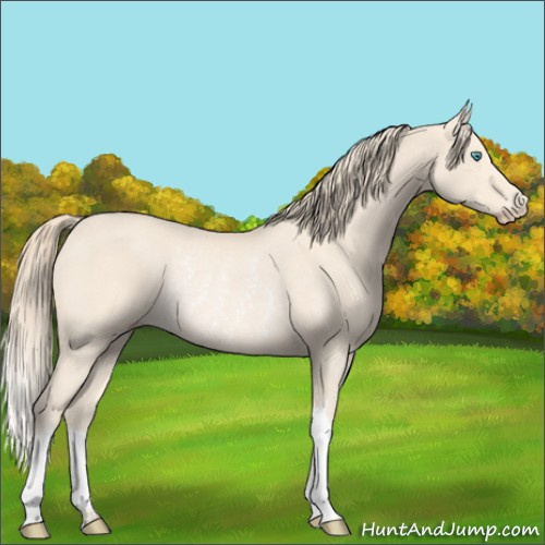 Horse Color:Perlino Rabicano