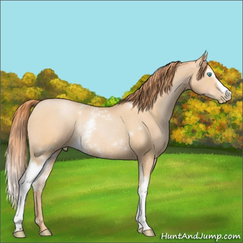 Horse Color:White Spotted Buckskin Pearl Rabicano 