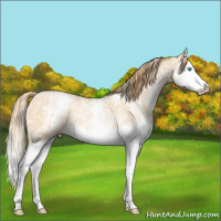 Horse Color:White Spotted Buckskin Pearl Splash Rabicano 
