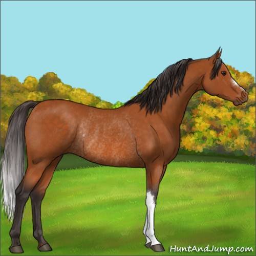 Horse Color:Buckskin Rabicano