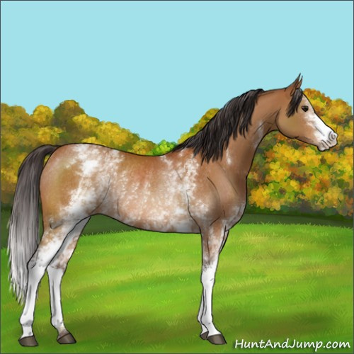 Horse Color:White Spotted Buckskin Rabicano 