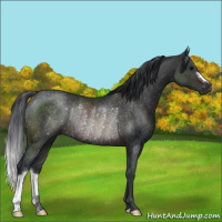 Horse Color:Brown Rabicano 