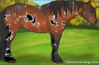 Horse Color:White Spotted Bay 