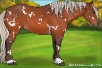 Horse Color:White Spotted Silver Bay 