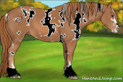 Horse Color:White Spotted Chestnut Sabino 