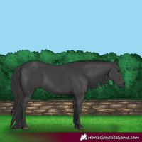 Horse Color:Black 
