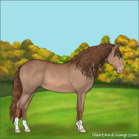 Horse Color:Chestnut Appaloosa