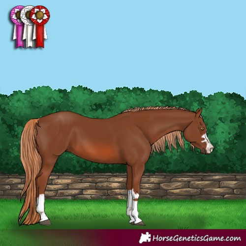Horse Color:Chestnut 
