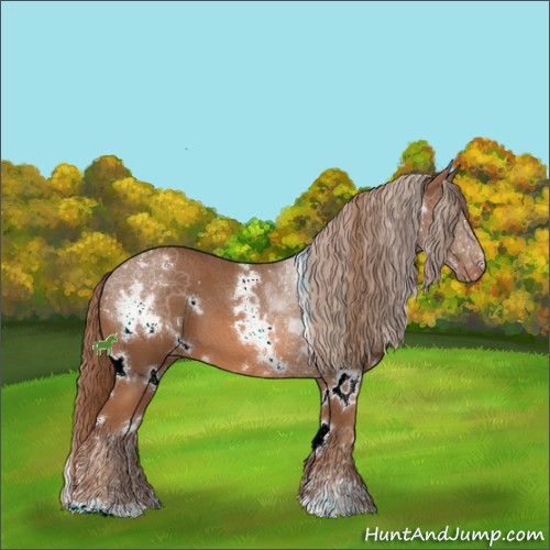 Horse Color:White Spotted Chestnut Sabino Appaloosa 