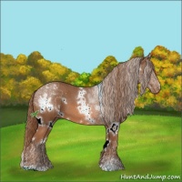 Horse Color:White Spotted Chestnut Sabino Appaloosa