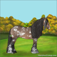 Horse Color:White Spotted Brown Dun Sabino