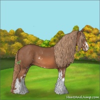 Horse Color:Chestnut Sabino