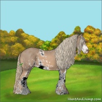Horse Color:Chestnut Mushroom Sabino 