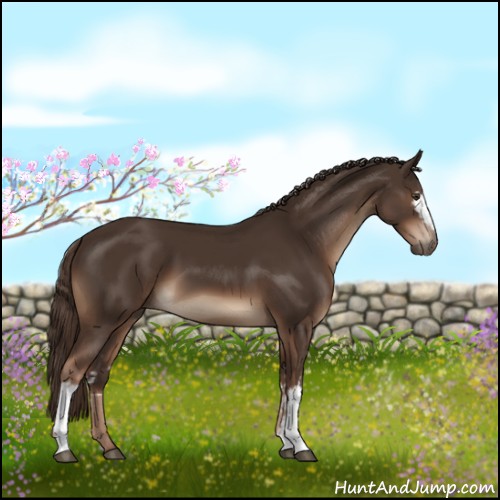 Horse Color:White Spotted Liver Chestnut