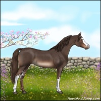 Horse Color:White Spotted Liver Red Roan 