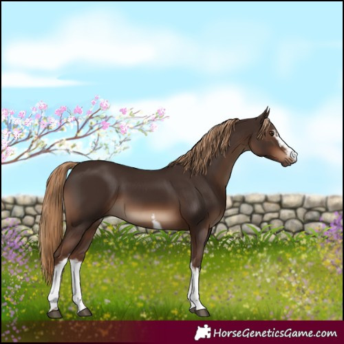 Horse Color:White Spotted Liver Chestnut 