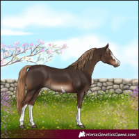 Horse Color:White Spotted Liver Chestnut 