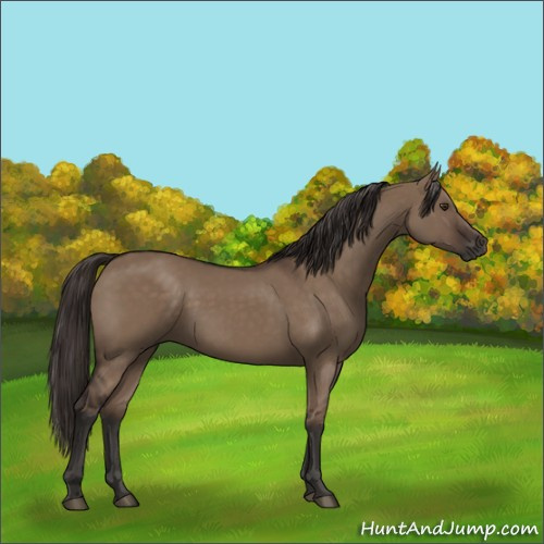 Horse Color:Liver Red Dun Rabicano