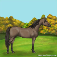 Horse Color:Liver Red Dun Rabicano 