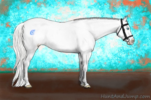 Horse Color:Cremello Appaloosa 