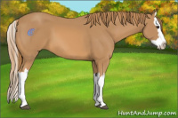 Horse Color:Chestnut Splash