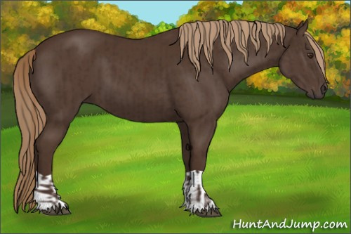Horse Color:Liver Chestnut  and Liver Chestnut 