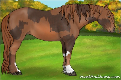 Horse Color:Liver Chestnut and Chestnut