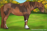 Horse Color:Liver Chestnut  and Chestnut 