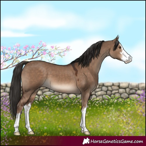 Horse Color:White Spotted Liver Red Dun 