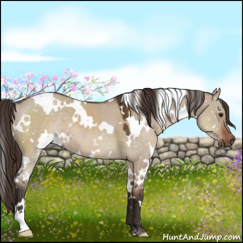 Horse Color:White Spotted Liver Red Dun 