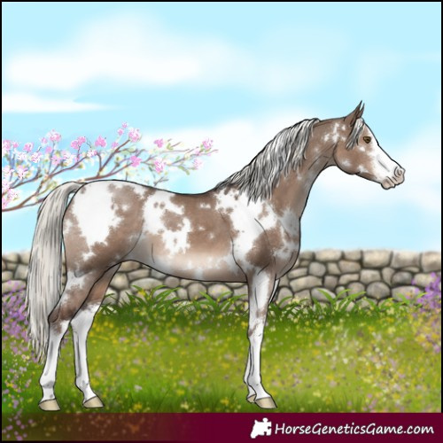 Horse Color:White Spotted Liver Red Dun Mushroom