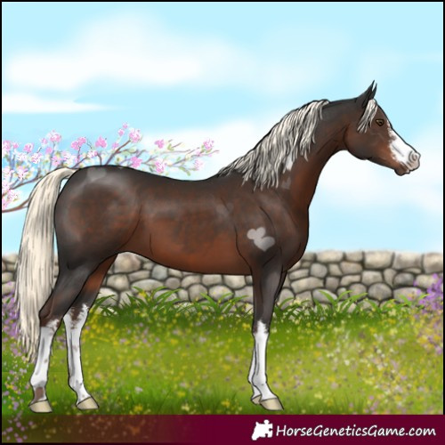 Horse Color:White Spotted Liver Chestnut Mushroom