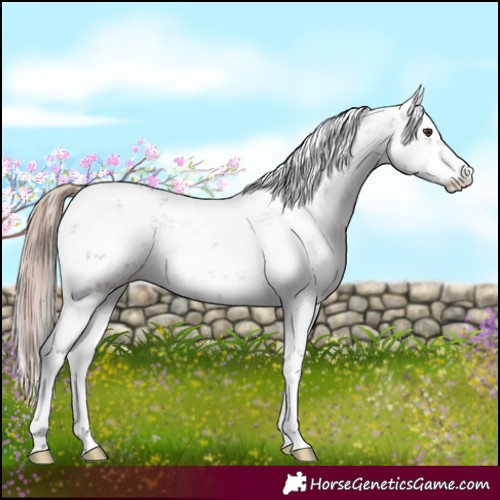 Horse Color:White Spotted Liver Red Dun Sabino 