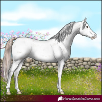 Horse Color:White Spotted Liver Red Dun Sabino 