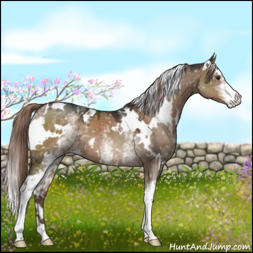 Horse Color:White Spotted Liver Red Dun